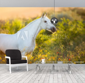 Picture of White horse portrait in poppy flowers at sunrise light
